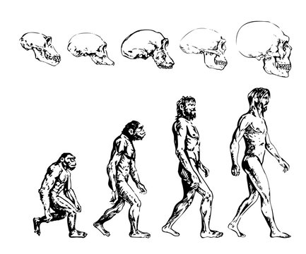 Evolution of the primitive man and his skull. Sketch