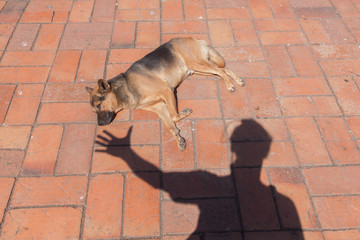 Funny image shadow and dog.