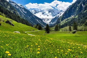 Foto op Canvas Amazing alpine spring summer landscape with green meadows flowers and snowy peak in the background. Austria, Tirol, Stillup valley. © anitasstudio