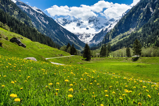Fototapeta Amazing alpine spring summer landscape with green meadows flowers and snowy peak in the background. Austria, Tirol, Stillup valley.