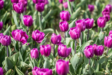 Plantation of tulips