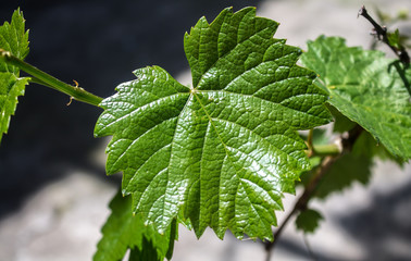 Young leaves of grapes