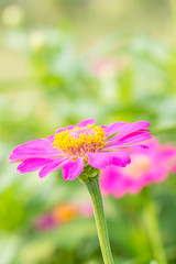 Obraz premium Beautiful pink zinnia flower.