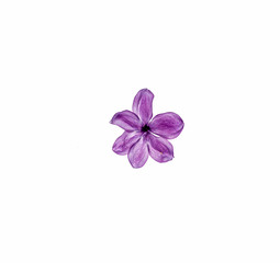 Fototapeta na wymiar Lilac on white background