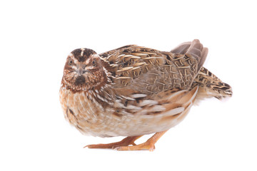 wild quail