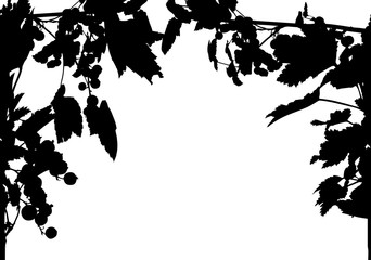 Obraz premium frame from black currant branches isolated on white