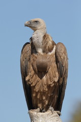 Avvoltoio grifone