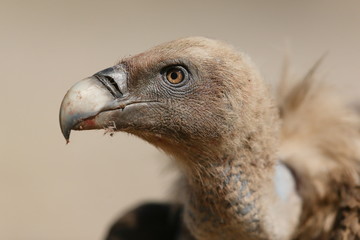 Avvoltoio grifone