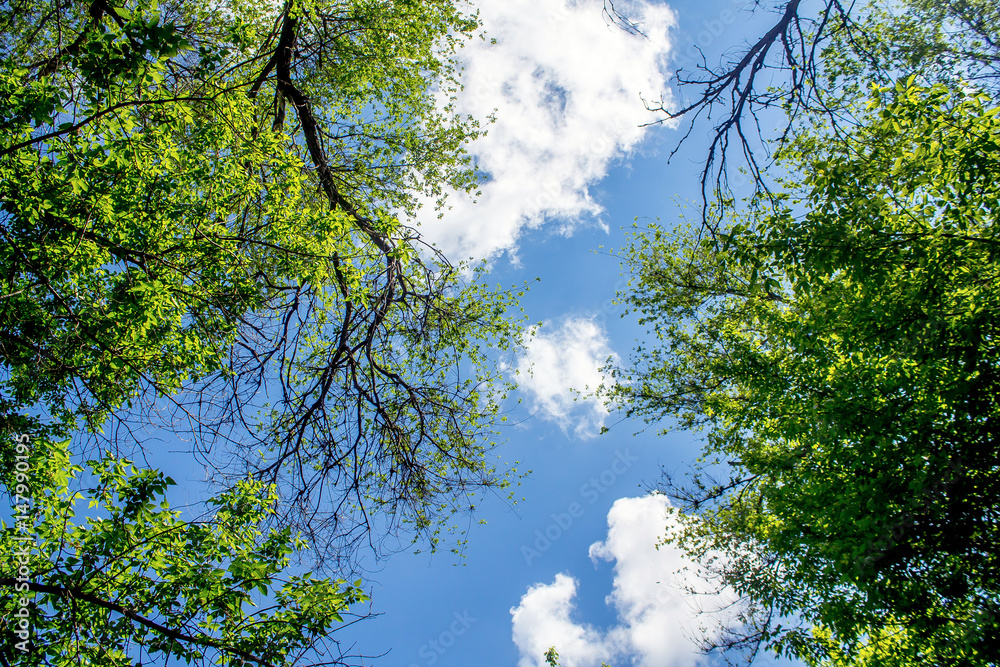 Wall mural green tree crowns against the sky