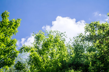 Green tree crowns against the sky