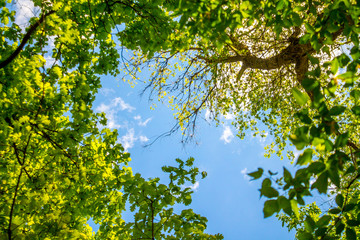 Green tree crowns against the sky