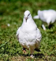 White dove in nature