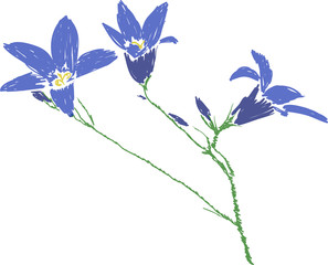 Fototapeta na wymiar Spreading blue bellflower picture on white