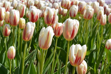tulip white