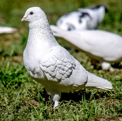 White dove in nature