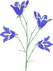 Obraz na płótnie Canvas Spreading blue bellflower picture isolated on white