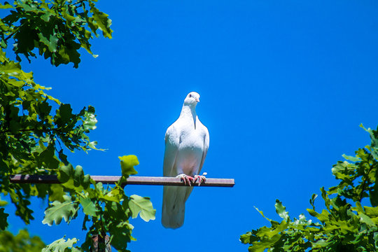 White dove in nature