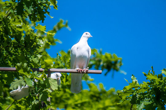 White dove in nature