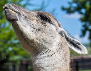 Lama in nature close up