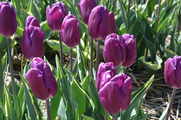 tulip purple