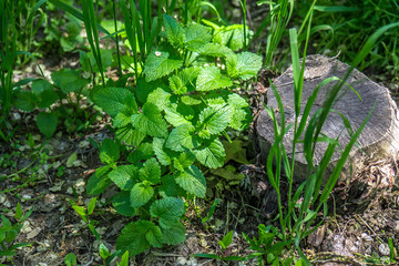 Mint in the nature