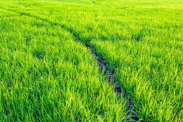 Fototapeta premium Beautiful view of rice paddy field during sunset 