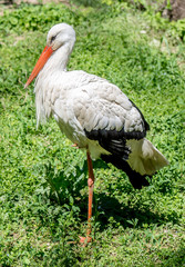 Stork in the nature