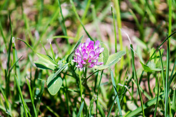Flower of clover