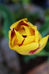 gelbe Tulpe