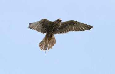 Close up of a Saker Falcon in flight