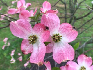 Pink Dog Wood tree blooming in spring with beautiful pink four petal flowers 