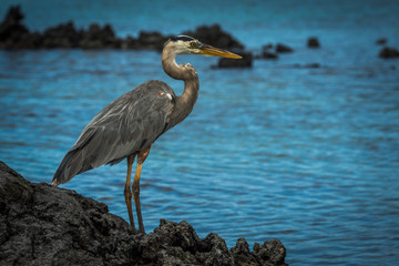 Great blue heron looking out to sea