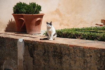 Alhambra Cat