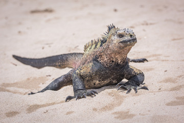 Marine iguana sunbathing on white sand beach