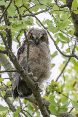 Great horned owl (owlet) showing massive talons, perched in cottonwood tree in central New Mexico