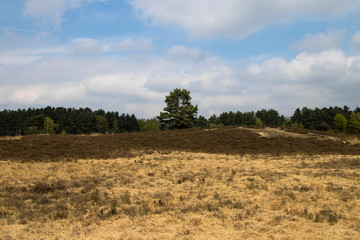 Obraz premium Gifhorner Heide