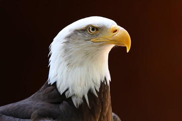 Portrait of a Bald Eagle with dark background