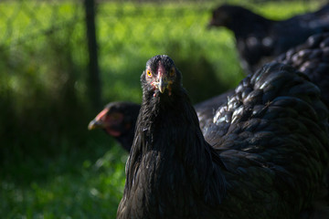 Wynadotten Hühner auf dem grünen Rasen