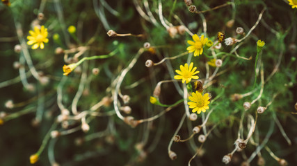 flower vintage style, selective focus