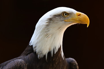 Portrait of a Bald Eagle with dark background