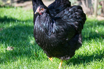 Wynadotten Hühner auf dem grünen Rasen