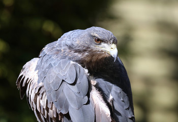 Close up of a Chilean Blue Buzzard Eagle preening