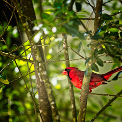 Cardinal in a Tree