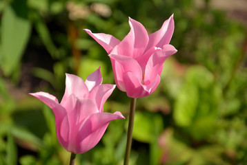 Fototapeta premium Tulpen