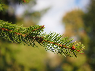 Fototapeta premium Pine Needles Close-up
