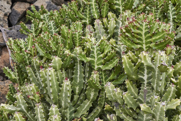 Euphorbia lactea