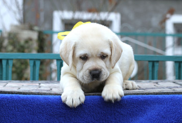 the little labrador puppy on a blue background