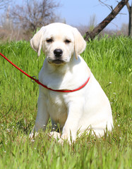 a yellow happy labrador puppy in garden