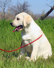 the yellow happy labrador puppy in garden