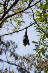 Bats are hanging on the tree in mangrove forest